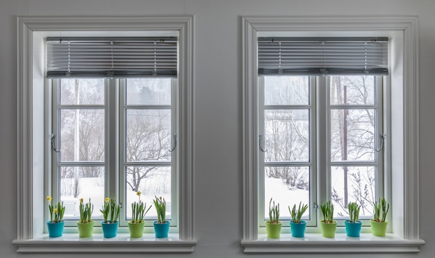 Duas janelas decoradas com vasos coloridos de narcisos-anões, narciso. primavera com neve lá fora.