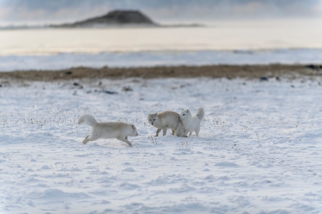 Foto duas jovens raposas árticas brincando na tundra wilde no inverno.