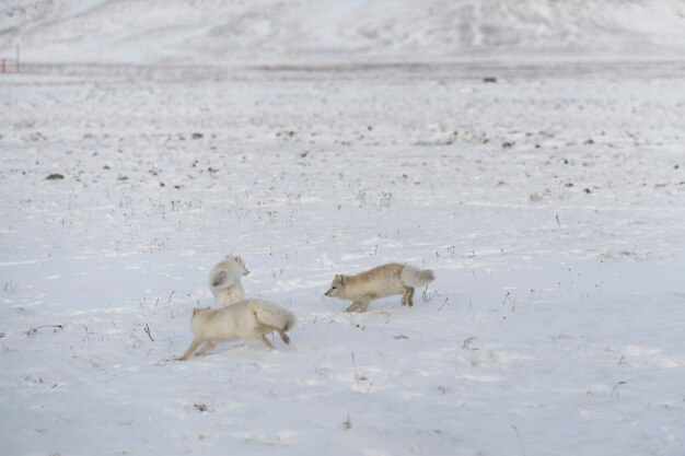 Duas jovens raposas árticas brincando na tundra wilde no inverno.