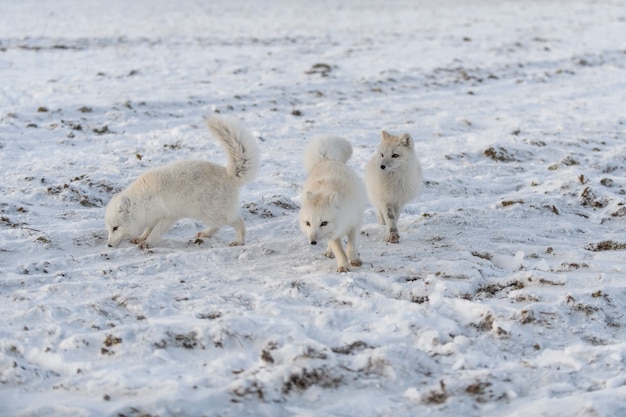 Duas jovens raposas árticas brincando na tundra wilde no inverno.