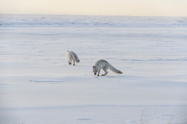 Foto duas jovens raposas árticas (vulpes lagopus) na tundra wilde. raposa do ártico jogando.