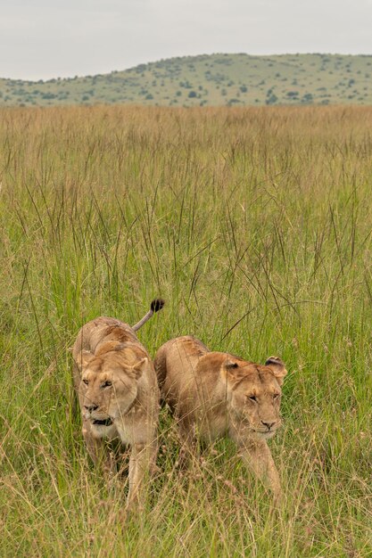 Duas leoas na grama no Parque Nacional Masai Mara