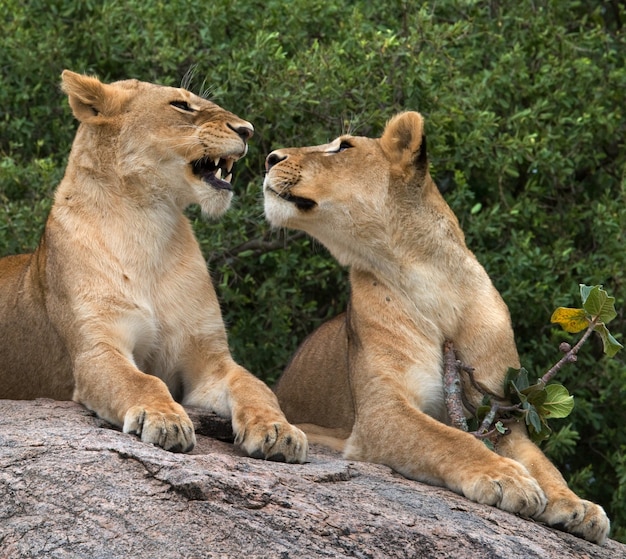 Duas leoas na savana. Parque Nacional. Quênia. Tanzânia. Masai Mara. Serengeti.