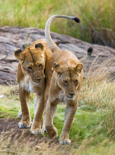 Duas leoas na savana