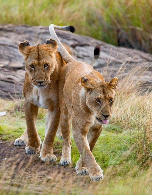 Duas leoas na savana