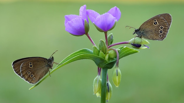 Duas lindas borboletas estão sentadas em uma flor.