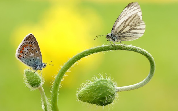 Duas lindas borboletas estão sentadas em uma planta