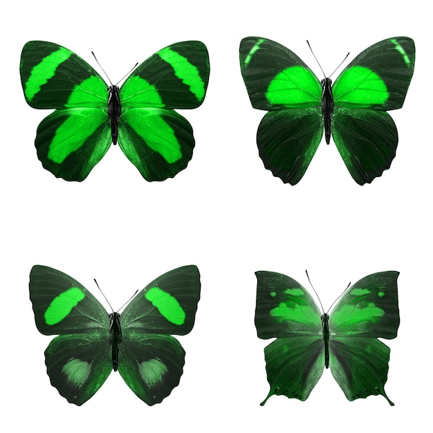 Duas lindas borboletas tropicais verdes isoladas em um fundo branco. mariposas para design