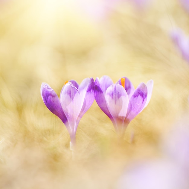 Duas lindas flores de açafrão violeta crescendo na grama amarela seca o primeiro sinal da primavera Fundo natural da páscoa sazonal