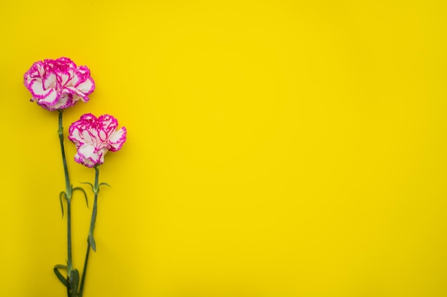 Duas lindas flores de cravo vermelho rosa isoladas em fundo amarelo