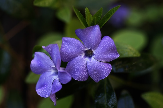 Duas lindas flores roxas orvalhadas. Fundo floral. Plantas bonitas da primavera.