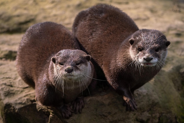 Duas lontras de garras orientais na pedra Aonyx cinereus