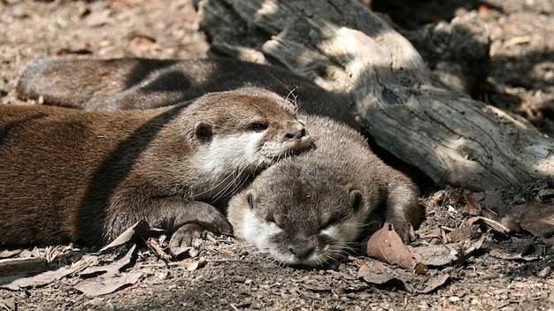Duas lontras dormindo uma na outra
