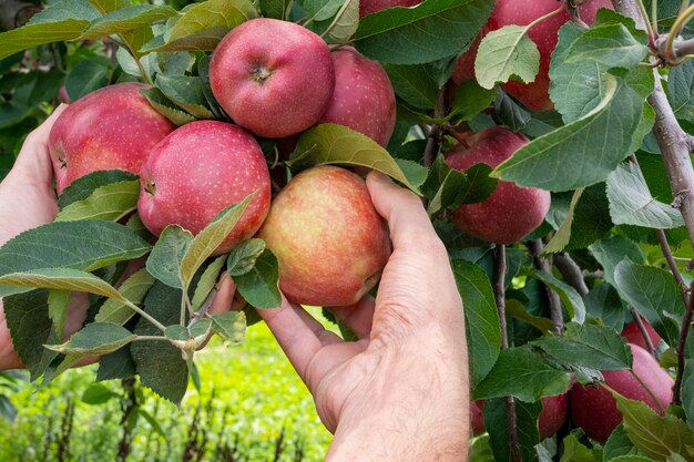 Duas mãos colhendo maçãs vermelhas e deliciosas da árvore. Hora de colheita do pomar de maçãs.