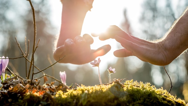 Duas mãos protetoras acima de pequenas flores silvestres malva frágeis crescendo do solo fértil na primavera, sob a luz do sol da manhã, conceito de ecologia e meio ambiente, close-up.