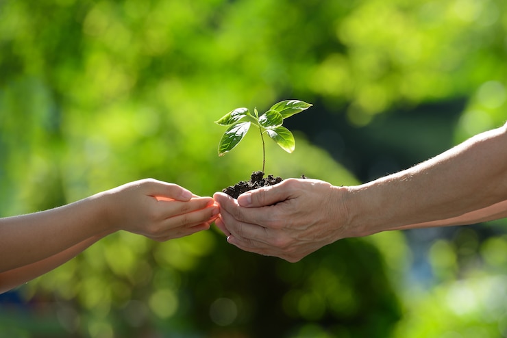 Foto duas mãos segurando uma planta jovem verde