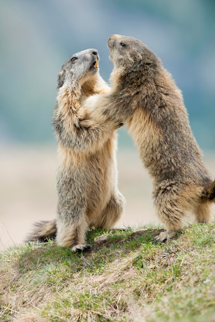 Duas marmotas durante o jogo