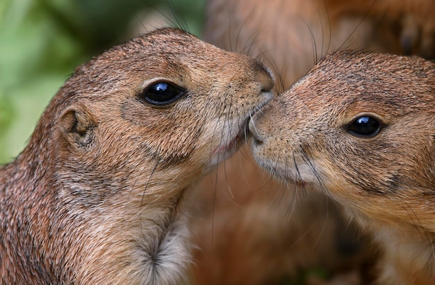 Duas marmotas tocando Marmota marmota