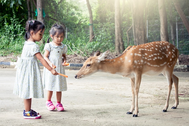 Duas meninas asiáticas alimentando veados no zoológico