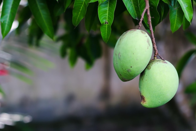 Duas mini mangas verdes penduradas com espaço negativo e fundo desfocado