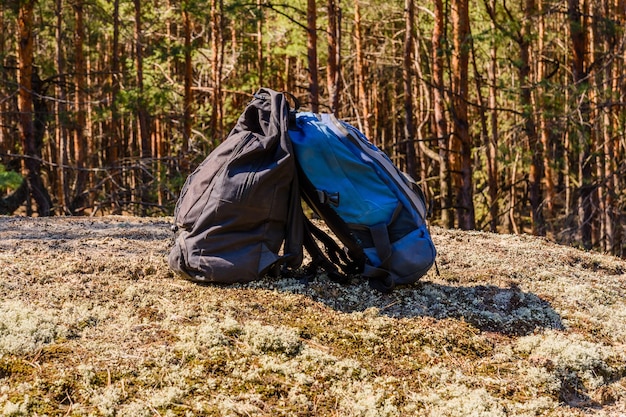 Duas mochilas no chão em uma floresta de coníferas