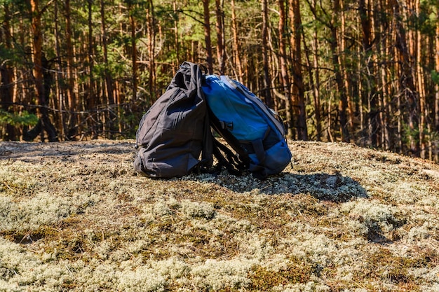 Duas mochilas no chão em uma floresta de coníferas