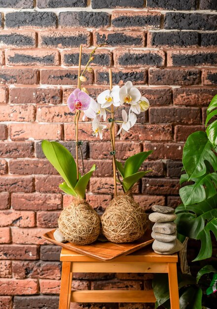 Duas orquídeas contra com pedras e vela contra a parede de tijolos