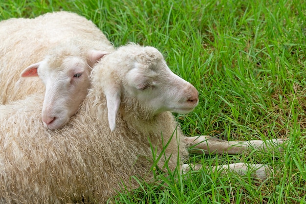 Duas ovelhas fofas na grama verde