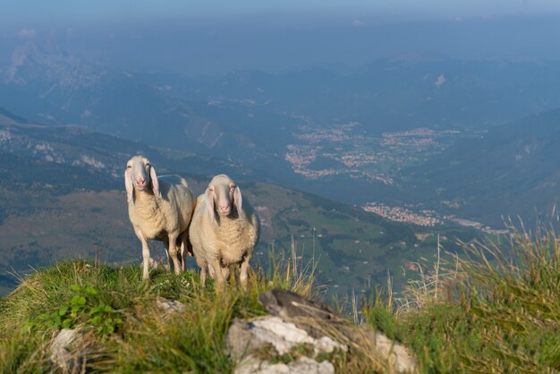 Duas ovelhas nas montanhas acima do vale