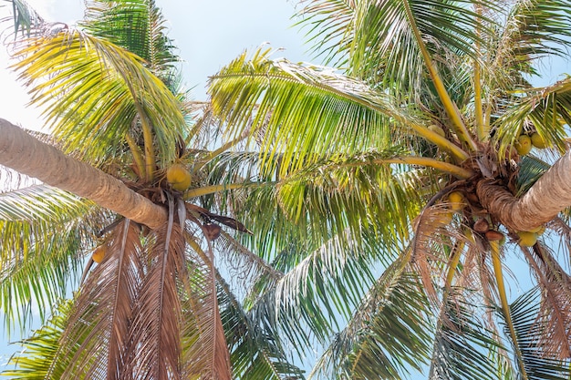 Duas palmeiras com copas fofas contra o céu vista de baixo Viagens e turismo