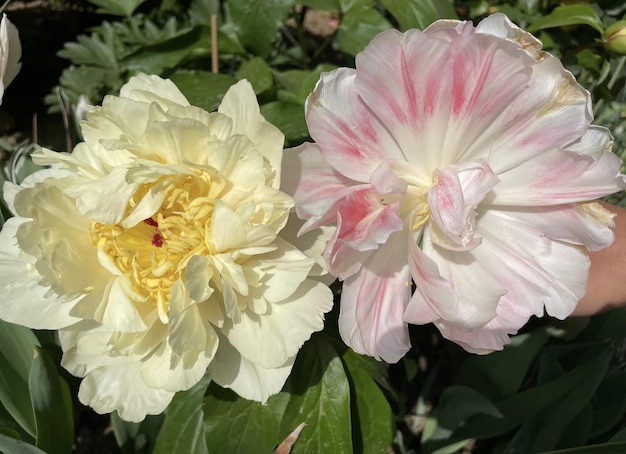Duas peônias em um jardim com uma delas branca e rosa.