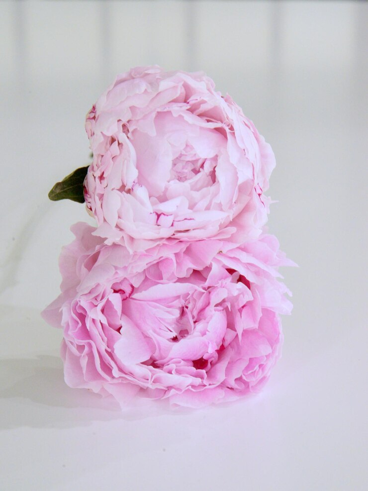 Foto duas peônias - rosa