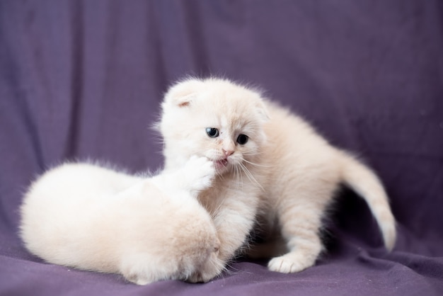 Duas pequenas cores de leite bebê scottish fold gato estão jogando