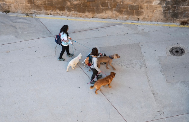 Duas pessoas trabalhando com cachorros