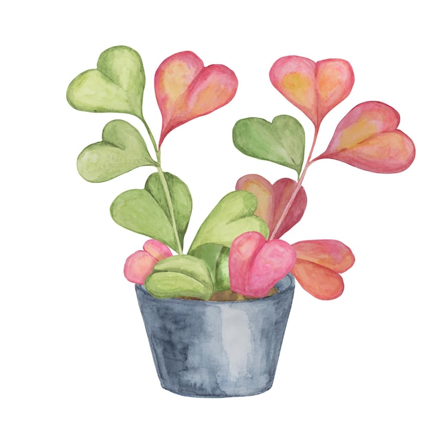 Duas plantas de hoya kerrii em aquarela