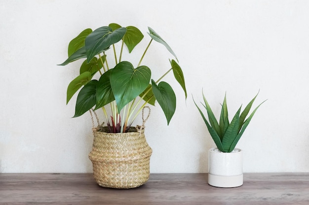 Duas plantas em vasos na mesa de madeira