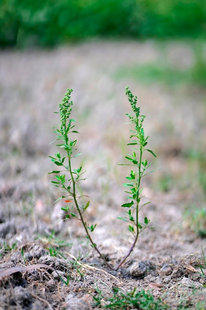 Duas plantas na terra