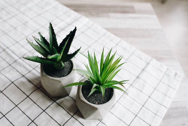 Duas plantas suculentas em vasos em uma toalha