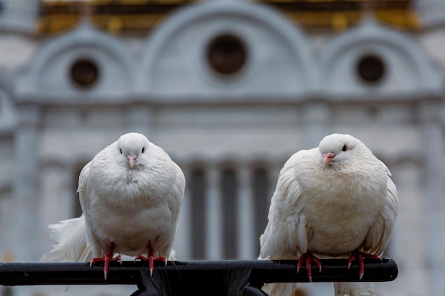 Duas pombas brancas em frente à catedral de cristo salvador em moscou