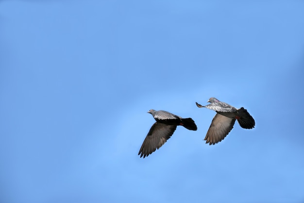 Duas pombas no céu