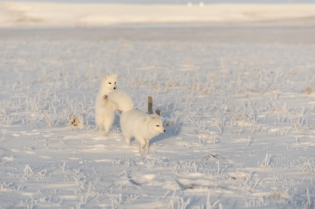 Duas raposas árticas Vulpes Lagopus na tundra selvagem Raposa ártica jogando