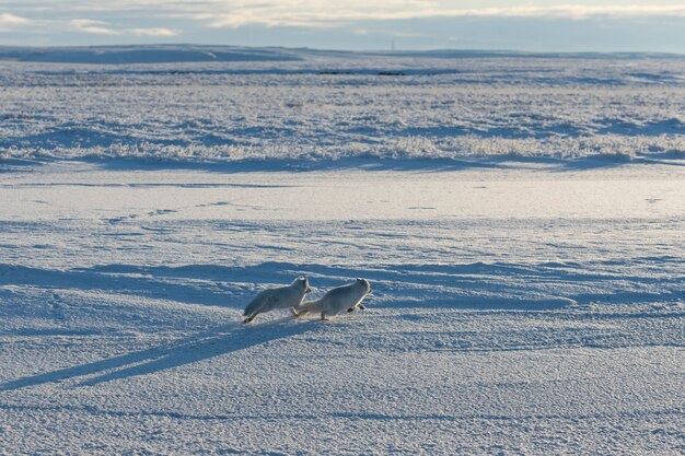 Duas raposas árticas (vulpes lagopus) na tundra wilde. raposa do ártico jogando.