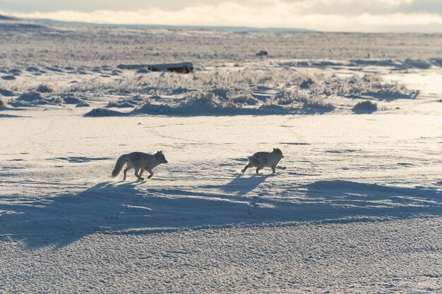 Duas raposas árticas (vulpes lagopus) na tundra wilde. raposa do ártico jogando.