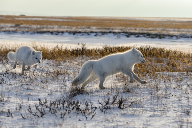 Duas raposas árticas (Vulpes Lagopus) na tundra wilde. Raposa do Ártico na praia.