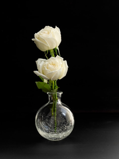 Duas rosas brancas para o amante no fundo preto do vaso de vidro.