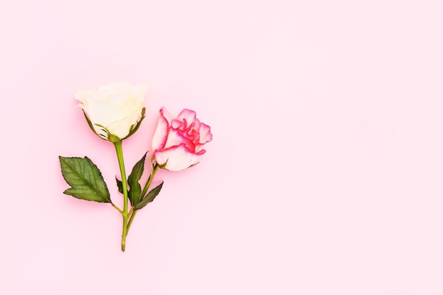 Foto duas rosas em rosa com espaço de cópia