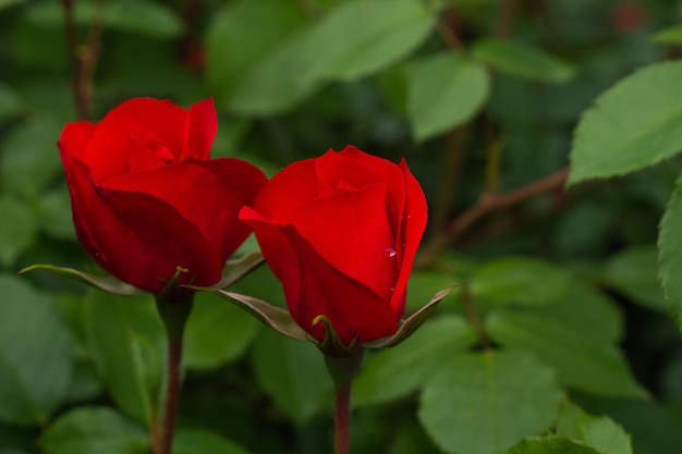 Duas rosas vermelhas com folhas sobre fundo verde. Flor perfeita. Foto de alta qualidade