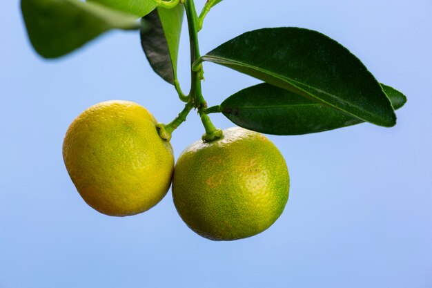 Duas tangerinas penduradas em um galho em uma macrofotografia de fundo azul Par de frutas cítricas frescas