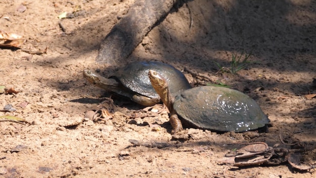 Foto duas tartarugas estão sentadas na areia