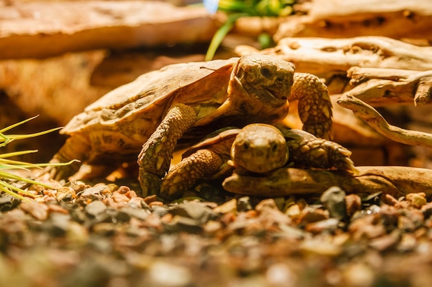 Duas tartarugas sulcata acasalando uma lâmpada vermelha fecham